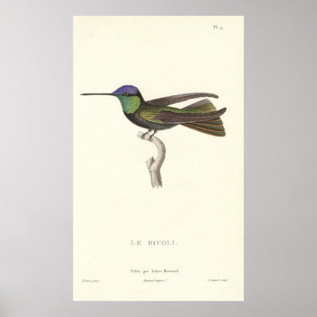 Duque de Rivoli's Hummingbird de Antique Impressão (Frente)
