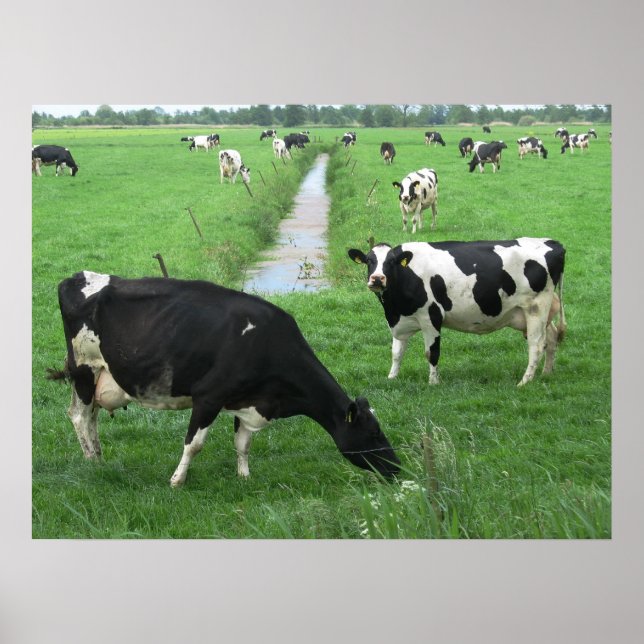 Dutch Dairy Cows Poster Print Gifts (Frente)