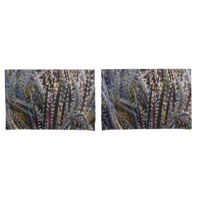Dyckia delight (Frente - conjunto)