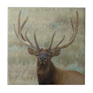 E10 Alce Macho em Antler em Tiro na Cabeça