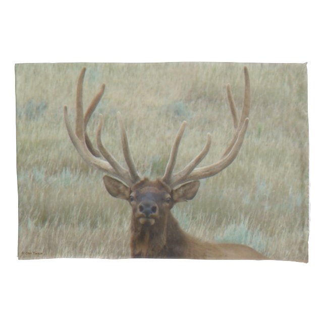 E10 Bull Elk em Velvet Head Shot (Frente)