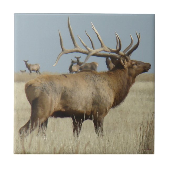 E4 Bull Elk Big Bull (Frente)