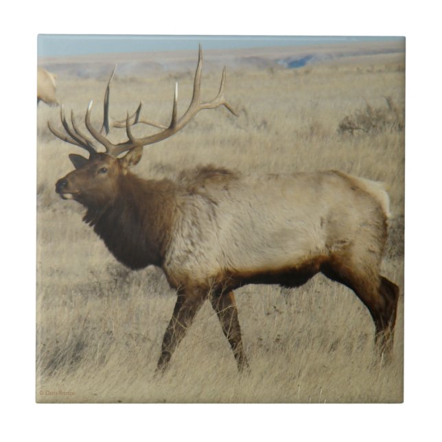 E55 Bull Elk (Frente)