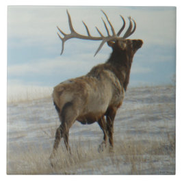 E58 Bull Elk Lucky 13 Bull