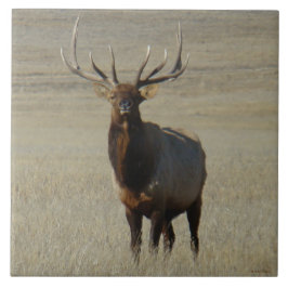 E59 Bull Elk