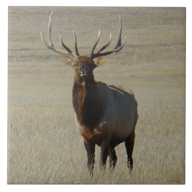 E59 Bull Elk (Frente)