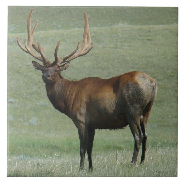 E65 Bull Elk Muddy Bull em Velvet (Frente)