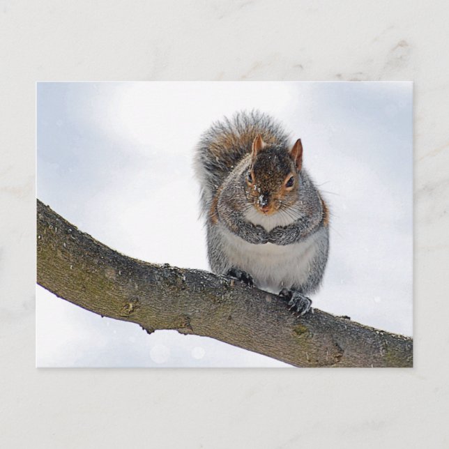 É para fora aqui cartão frio (Frente)