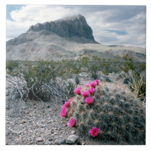 E.U.A., Texas, Parque Nacional Big Bend. Florindo