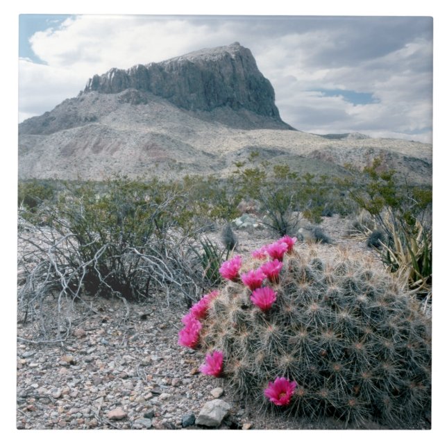 E.U.A., Texas, Parque Nacional Big Bend. Florindo (Frente)