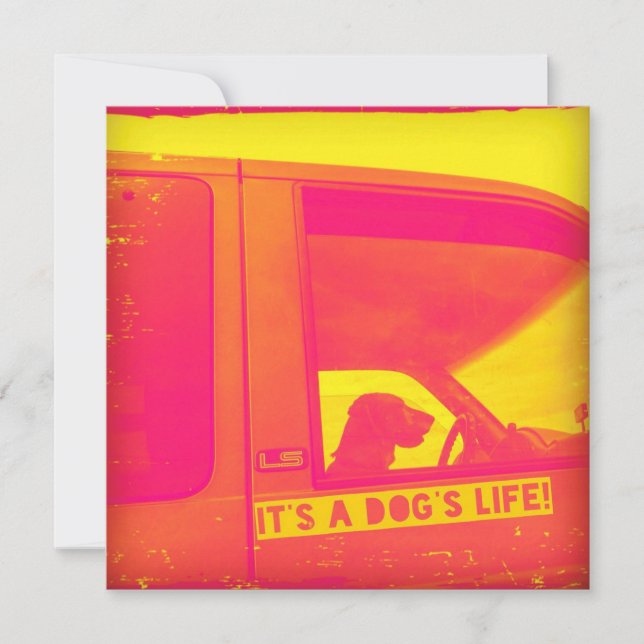 É um Cartão de Saudação de Vida de Cão (Frente)