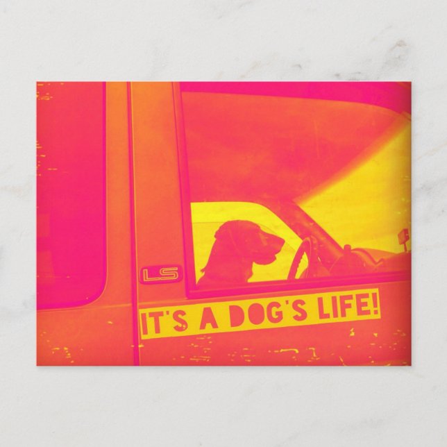 É um Cartão Poste de Vida de Cão (Frente)