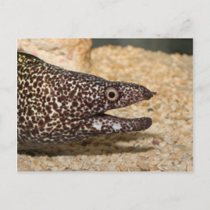 É um Moray! Cartão Postal