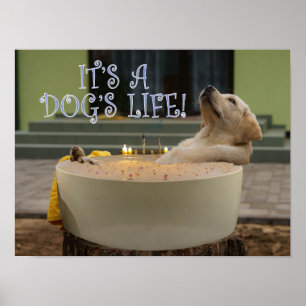 É um poster da vida dos cães