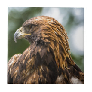 Eagle dourado (chrysaetos) de aquila - Utá