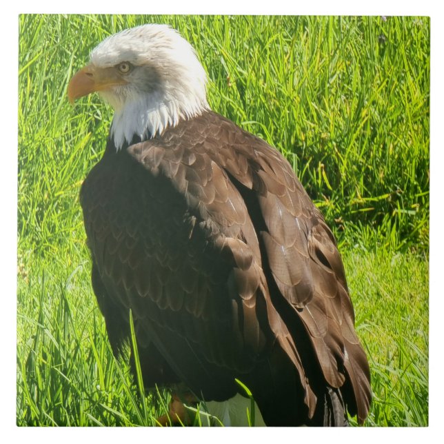 Eagle o azulejo cerâmico próximo (Frente)