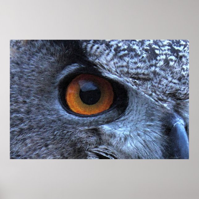Eagle Owl Eye Poster -36x24 -outros tamanhos dispo (Frente)