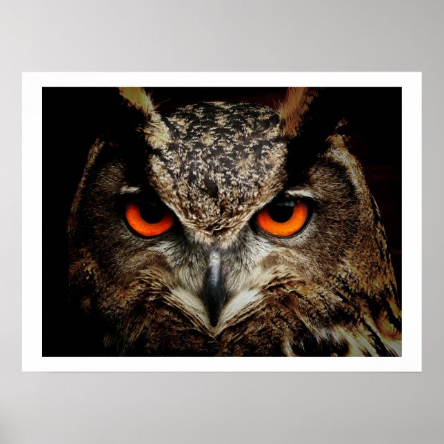 Eagle Owl Eyes Poster (Frente)