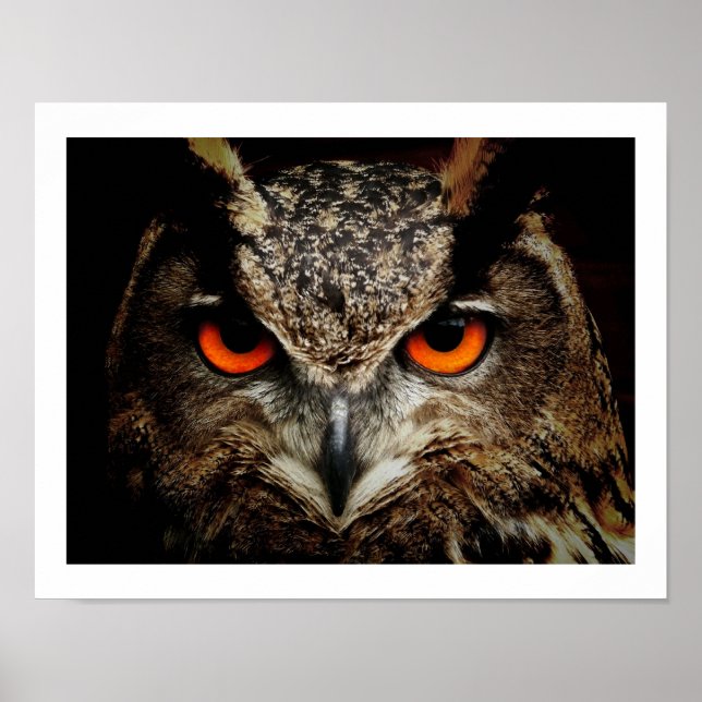 Eagle Owl Eyes Poster (Frente)