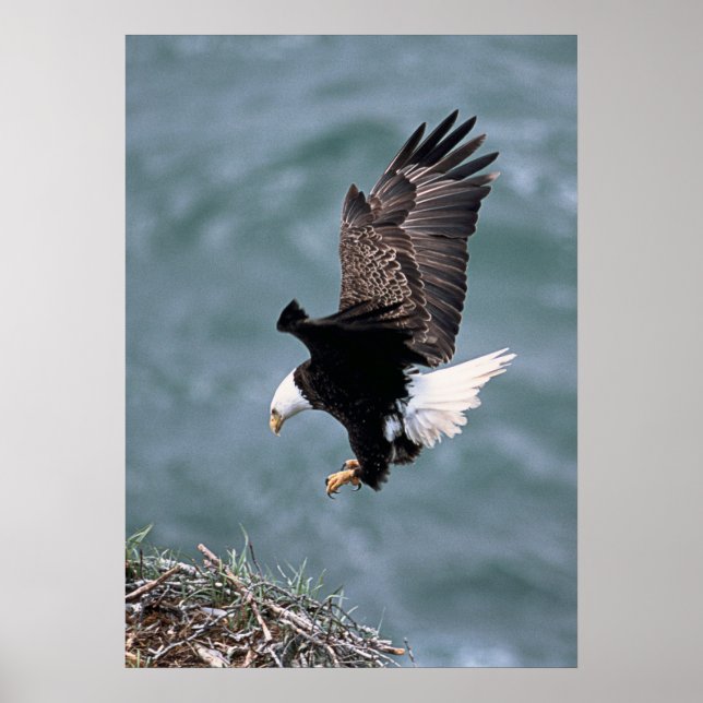 Eagle Poster (Frente)