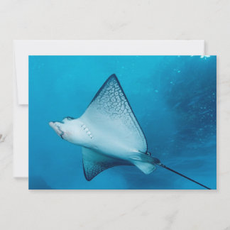 Eagle Ray
