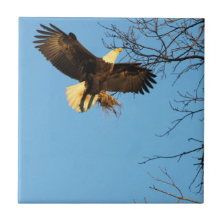 Eagle Sunset Wings