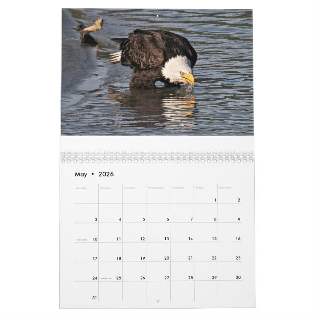 Eagles pelo calendário de Tamara (Maio 2026)