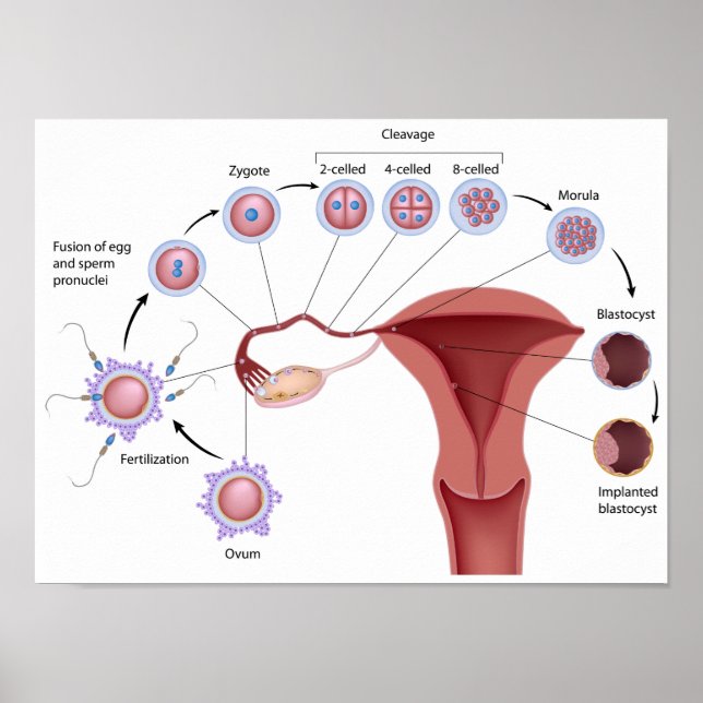 Early human development Poster (Frente)