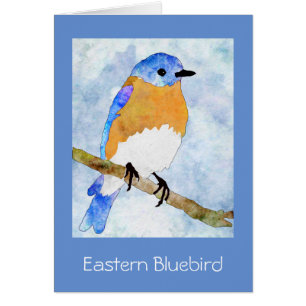 East Bluebird - masculino - cartão de saudação com