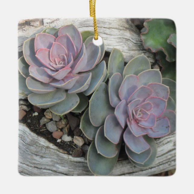Echeveria ornamento suculento (Frente)