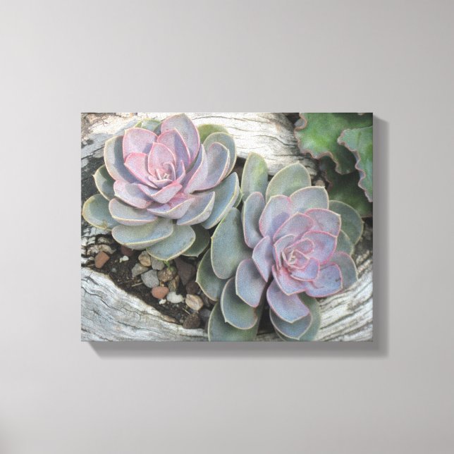Echeveria Succulent Canvas (Frente)