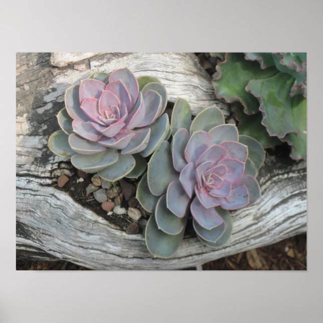 Echeveria Succulent Poster (Frente)