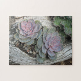 Echeveria Succulent Quebra-cabeça