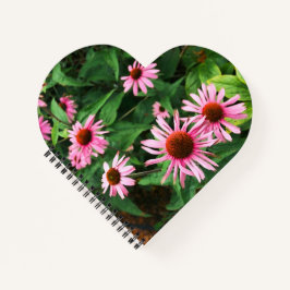 Echinacea Purpurea, Coneflower Roxo