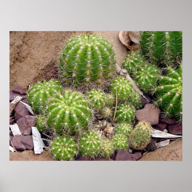 Echinopsis Bruchii Poster (Frente)