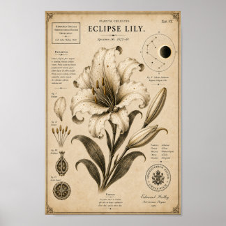 Eclipse Lily Museu Botânico Vitoriano Impressão