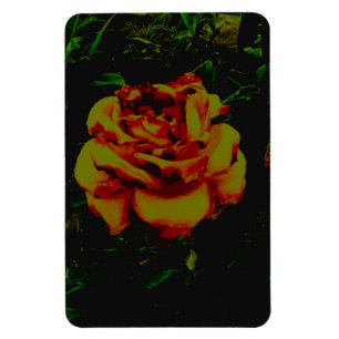 Ecografia flexível do ouro de ímã fotográfico