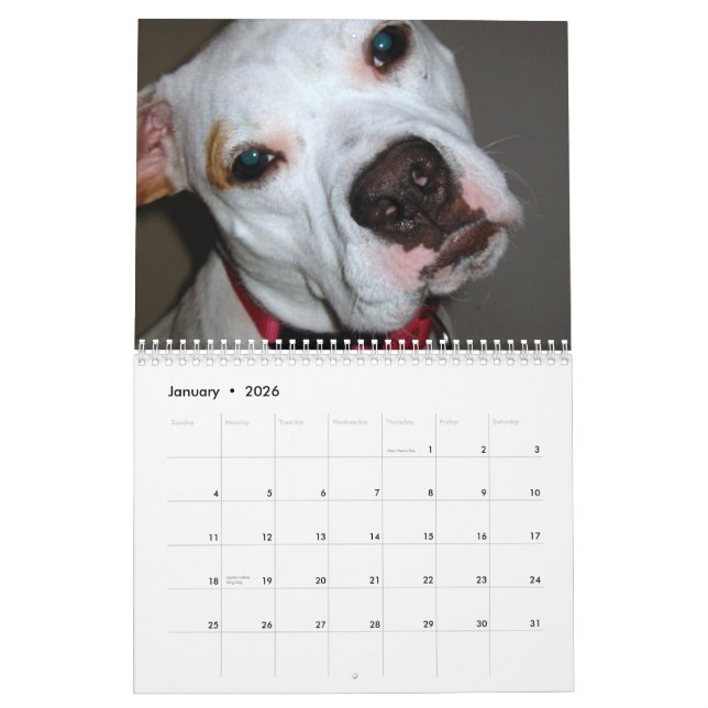 Economias de Pitbull o calendário da raça (Jan 2026)