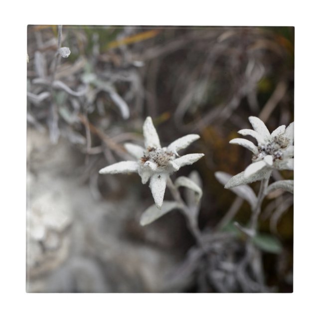 Edelweiss alpino (Frente)