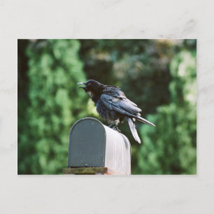 Edgar Allan Crow, cartão postal