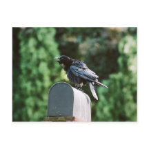 Edgar Allan Crow, cartão postal