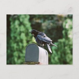 Edgar Allan Crow, cartão postal