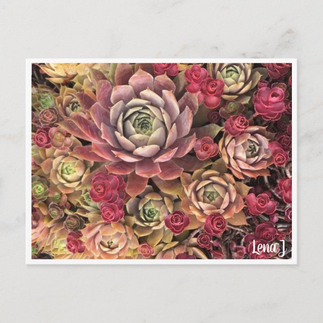 Edição Especial Lena J Cartão postal (Frente)