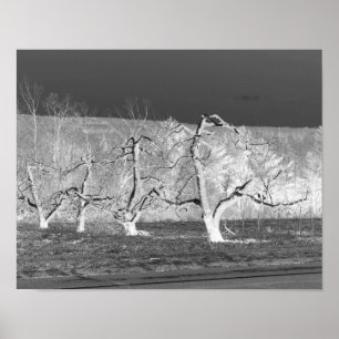 Eerie Apple Trees Nature Impressão