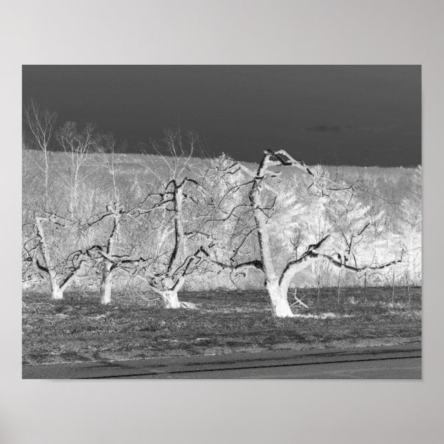 Eerie Apple Trees Nature Impressão (Frente)