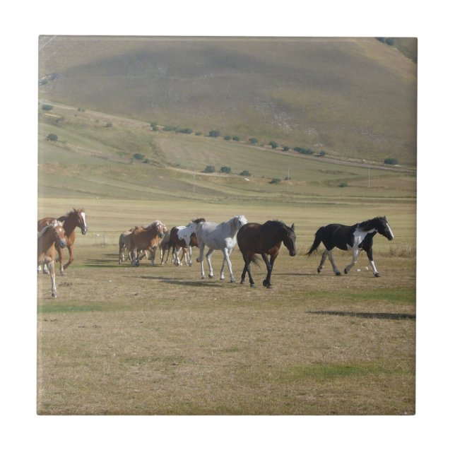 Efetivo de Cavalos (Frente)