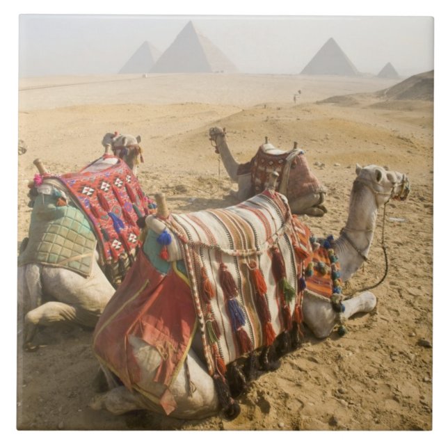 Egito, Cairo. Camelos descansando (Frente)