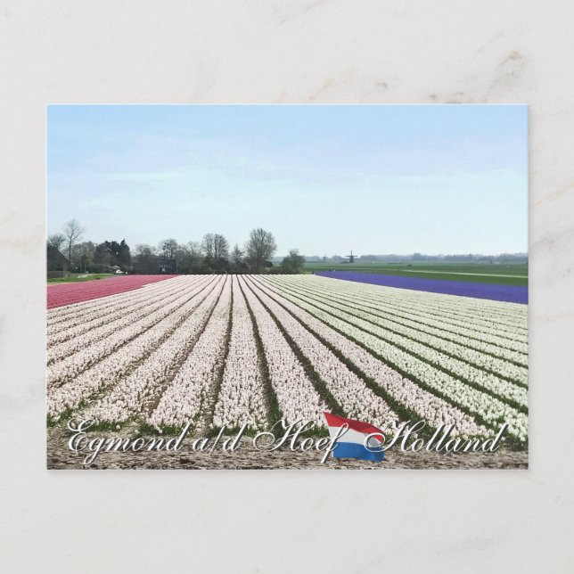 Egmond aan den Hoef Bulb Flowers Holland Cartão po (Frente)