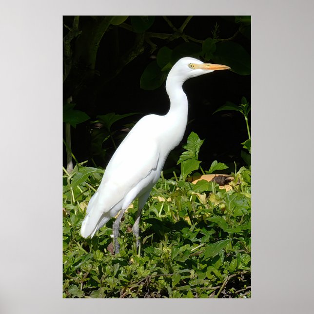Egret Bird Poster (Frente)