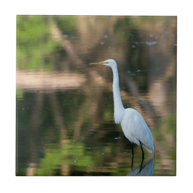 Egret Branco do excelente (Frente)